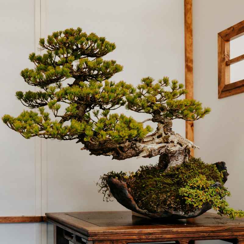 Are There Any Juniper Or Cypress Bonsai That Grow Indoors?