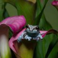 Are There Endangered Species At Matthaei Botanical Gardens?