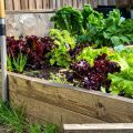 Are Treated Pine Sleepers Ok For Vegetable Gardens