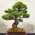 Best Indoor And Outdoor Bonsai Trees