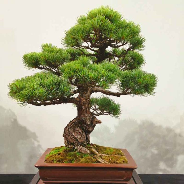 Best Indoor And Outdoor Bonsai Trees