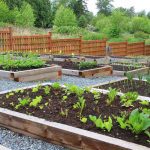 Best Vegetables For Vertical Gardening