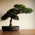 Can A Bonsai Tree Survive Moving From Inside To Outside?