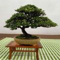 Can Bonsai Pots Be Used For Cactus And Succulent Plants?