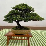 Can Bonsai Pots Be Used For Cactus And Succulent Plants?