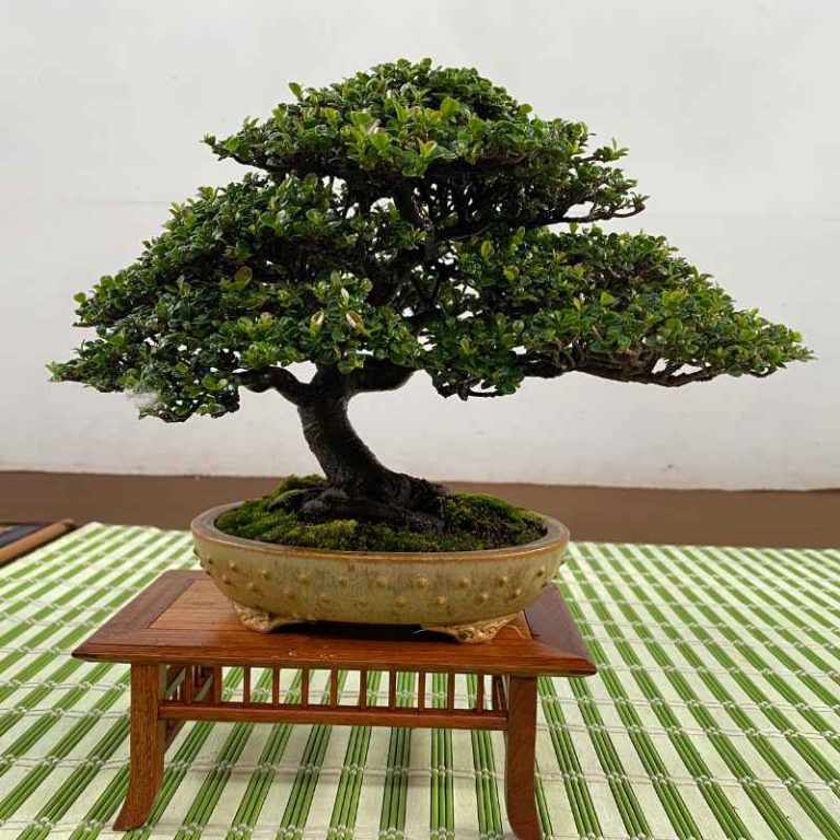 Can Bonsai Pots Be Used For Cactus And Succulent Plants?