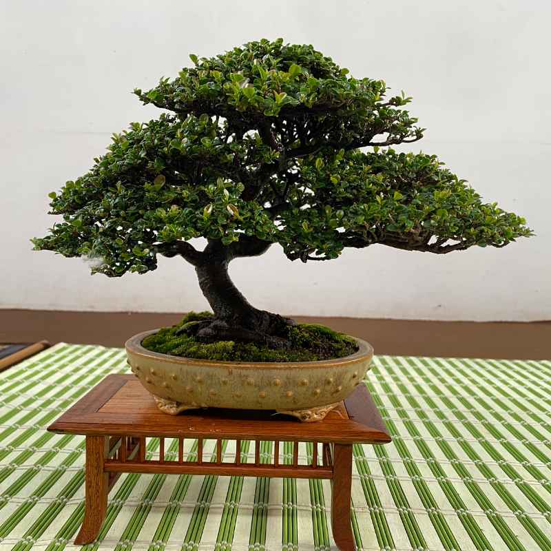 Can Bonsai Pots Be Used For Cactus And Succulent Plants?