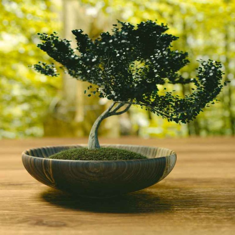Can Bonsai Trees Grow Without Drain Holes In The Pot?