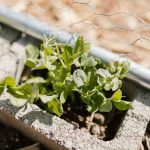 Can Concrete Blocks Be Used For Vegetable Gardens