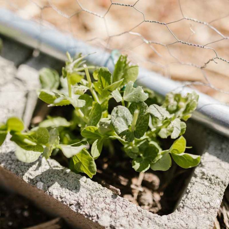 Can Concrete Blocks Be Used For Vegetable Gardens