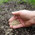Can I Plant Grass Seeds Even If It'S Cold Outside