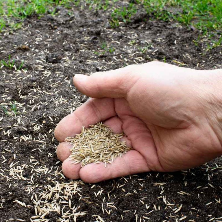 Can I Plant Grass Seeds Even If It'S Cold Outside