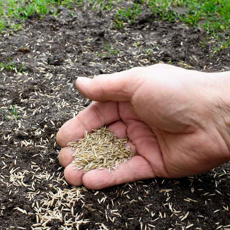 Can I Plant Grass Seeds Even If It'S Cold Outside