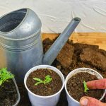 Can I Plant Tomato Seeds Directly In The Ground