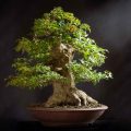 Can Severely Damaged Small Trees Be Converted To Bonsai?