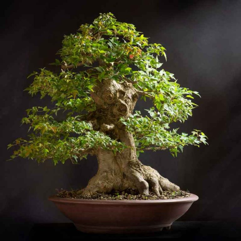 Can Severely Damaged Small Trees Be Converted To Bonsai?