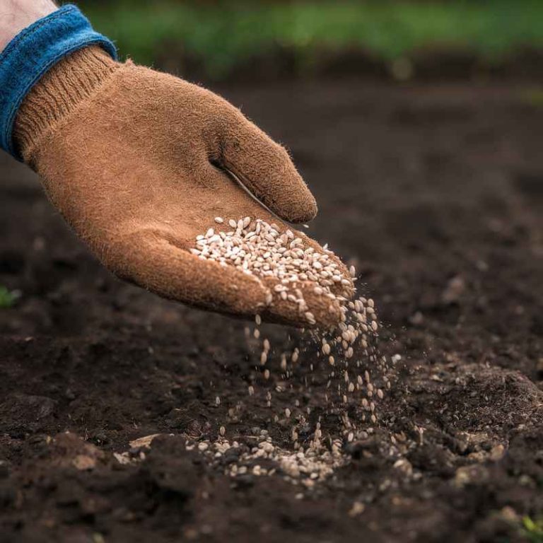 Can You Buy Gardening Seeds With Ebt In Indiana