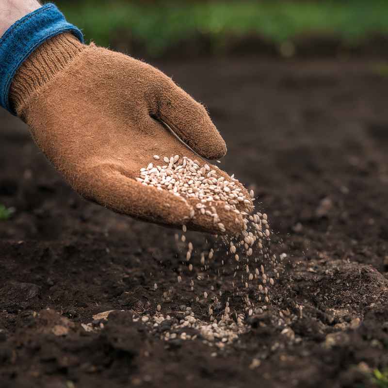 Can You Buy Gardening Seeds With Ebt In Indiana