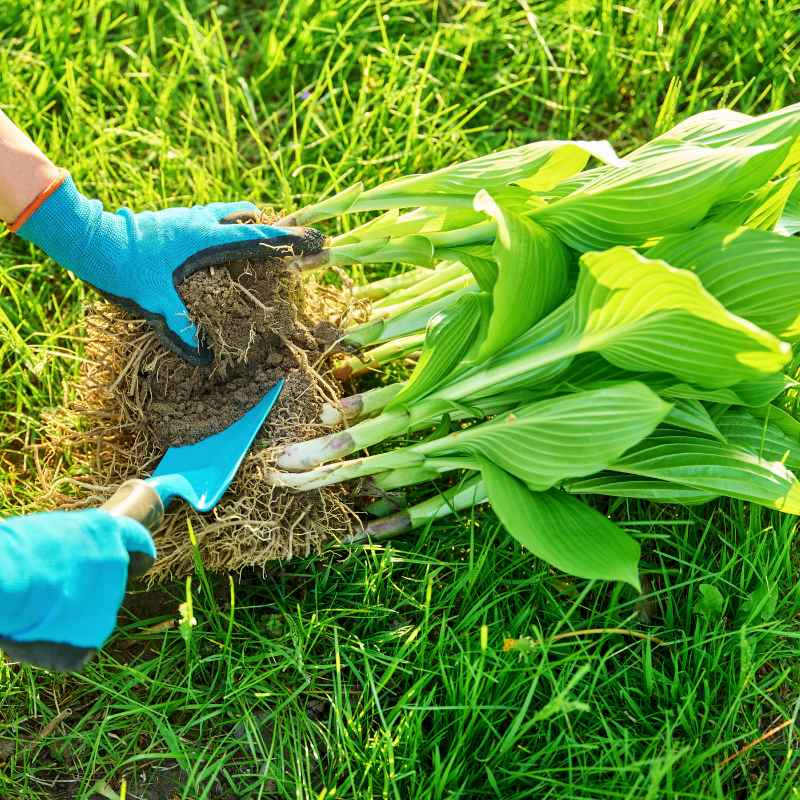 Can You Divide Hostas Without Digging Up The Whole Plant?