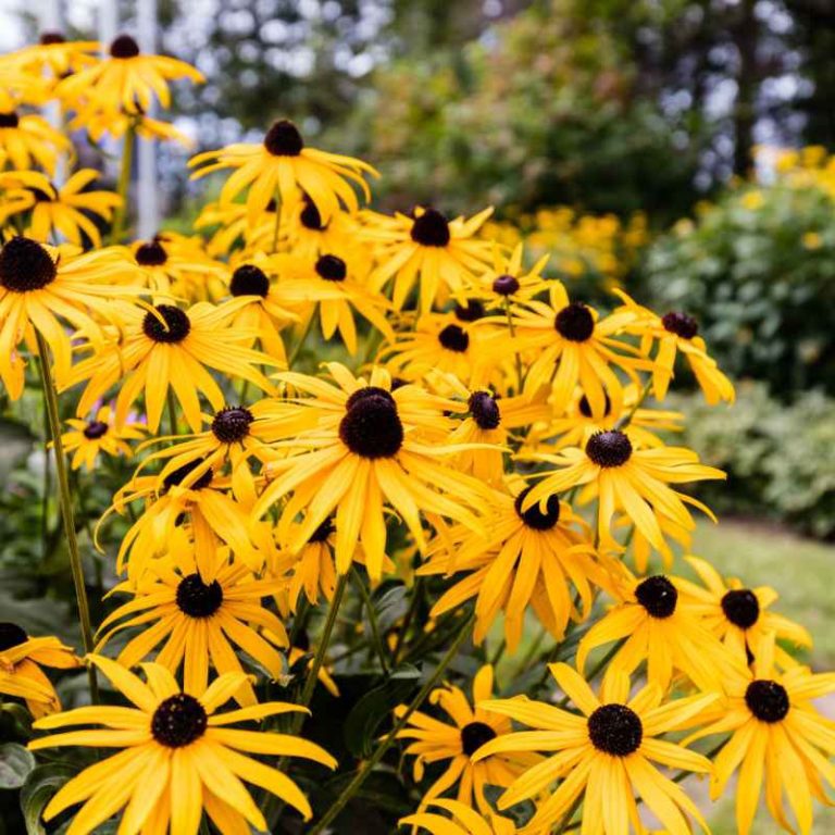 Can You Plant Black-Eyed Susan Seeds In The Fall