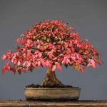 Can You Use Dr. Bronner'S Soap On Bonsai Japanese Maples?