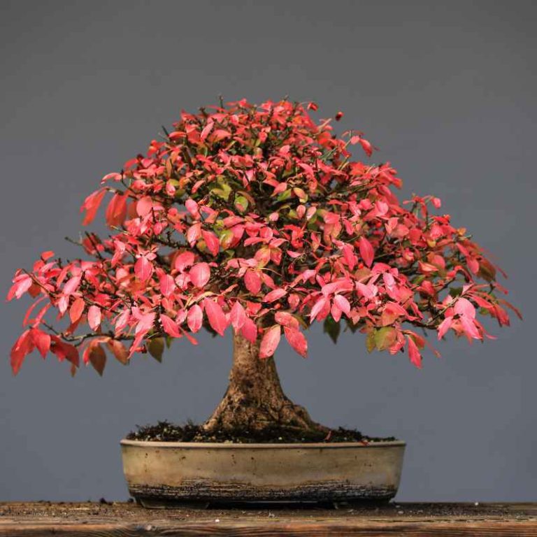 Can You Use Dr. Bronner'S Soap On Bonsai Japanese Maples?