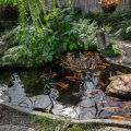 Can You Use Fish Pond Water For Vegetable Gardens