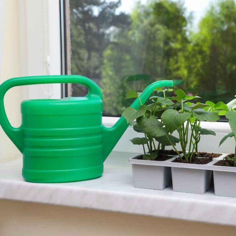 Can You Use White Containers For Vegetable Gardens?