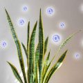 Do Plants Use Oxygen When They Are Not Photosynthesizing?