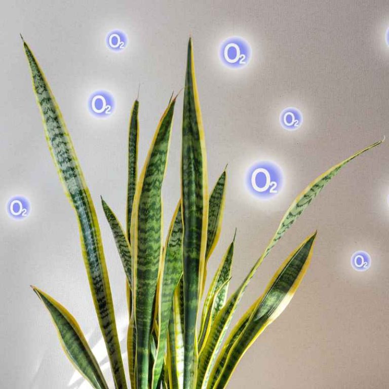 Do Plants Use Oxygen When They Are Not Photosynthesizing?