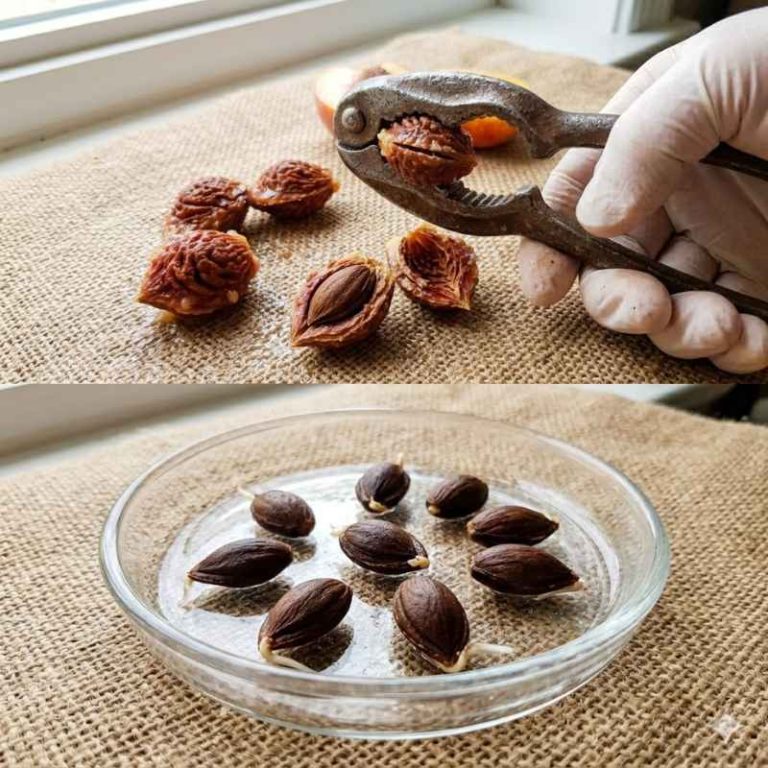 Do You Have To Crack A Peach Seed Before Planting