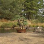 Does Juniper Bonsai Turn Brown In The Summer