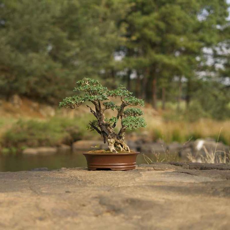 Does Juniper Bonsai Turn Brown In The Summer