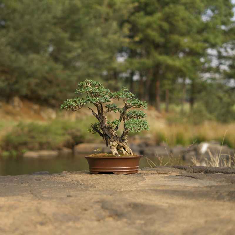 Does Juniper Bonsai Turn Brown In The Summer