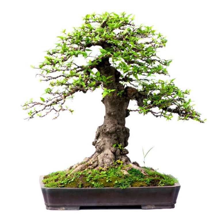 Does Money Really Grow On A Monkey Money Bonsai Tree