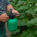 Does Spraying Soapy Water Hurt Vegetable Gardens