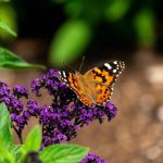 Does The Abq Botanical Gardens Have A Butterfly House?