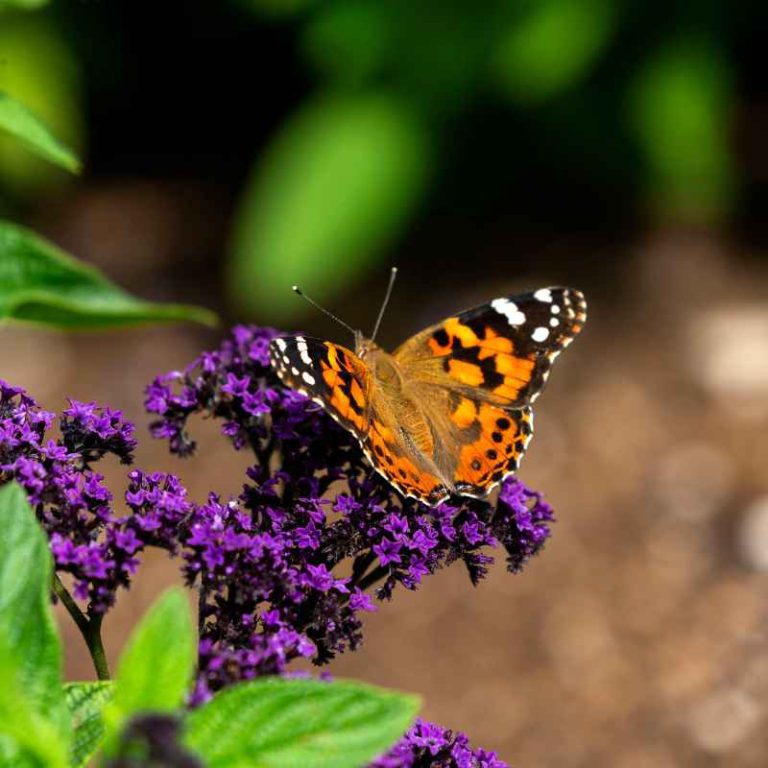 Does The Abq Botanical Gardens Have A Butterfly House?