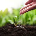 How Adhesion And Cohesion Help Plants Move Water And Materials