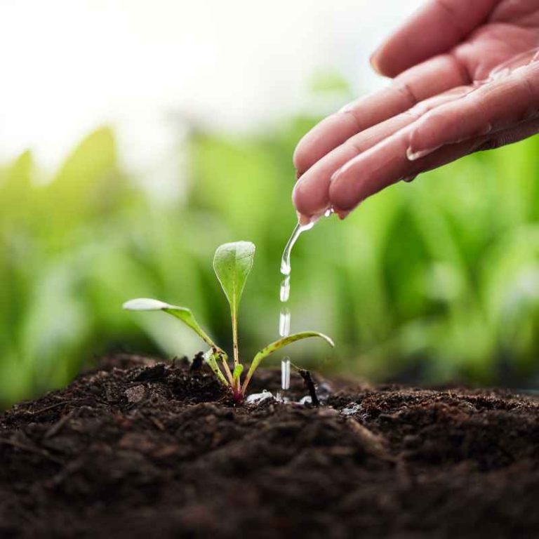 How Adhesion And Cohesion Help Plants Move Water And Materials