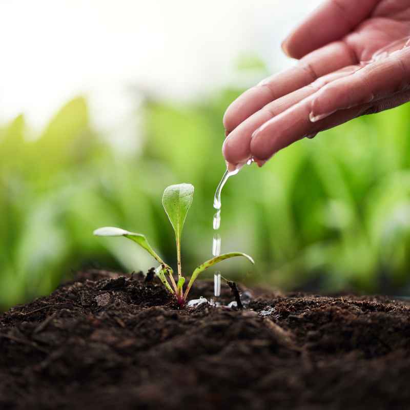 How Adhesion And Cohesion Help Plants Move Water And Materials