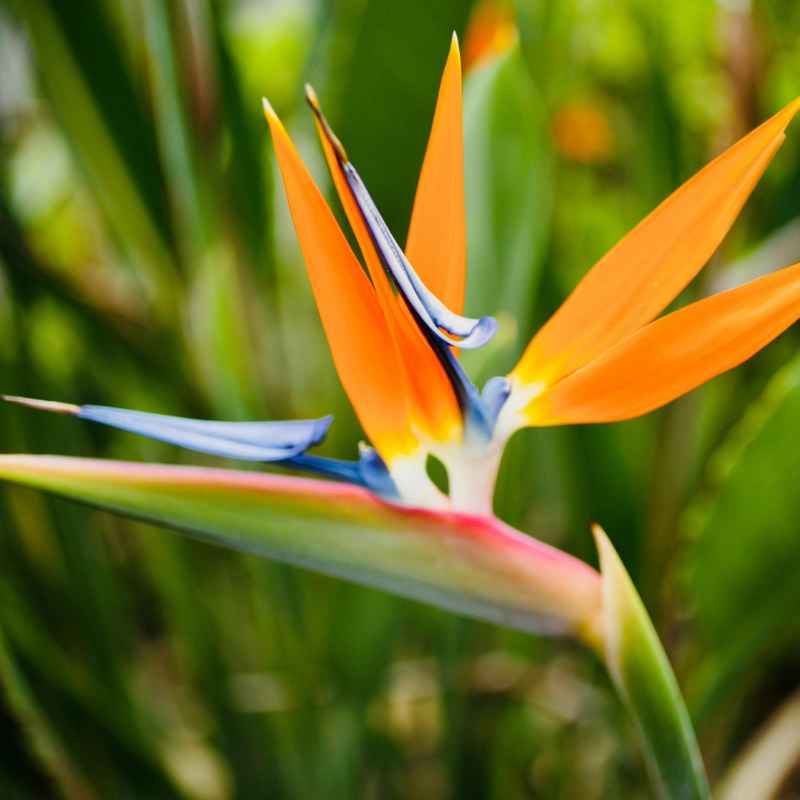 How Far Is Naalehu From Hawaii Tropical Botanical Gardens?