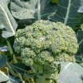 How Far To Space Broccoli Plants In High Intensity Gardening