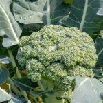 How Far To Space Broccoli Plants In High Intensity Gardening