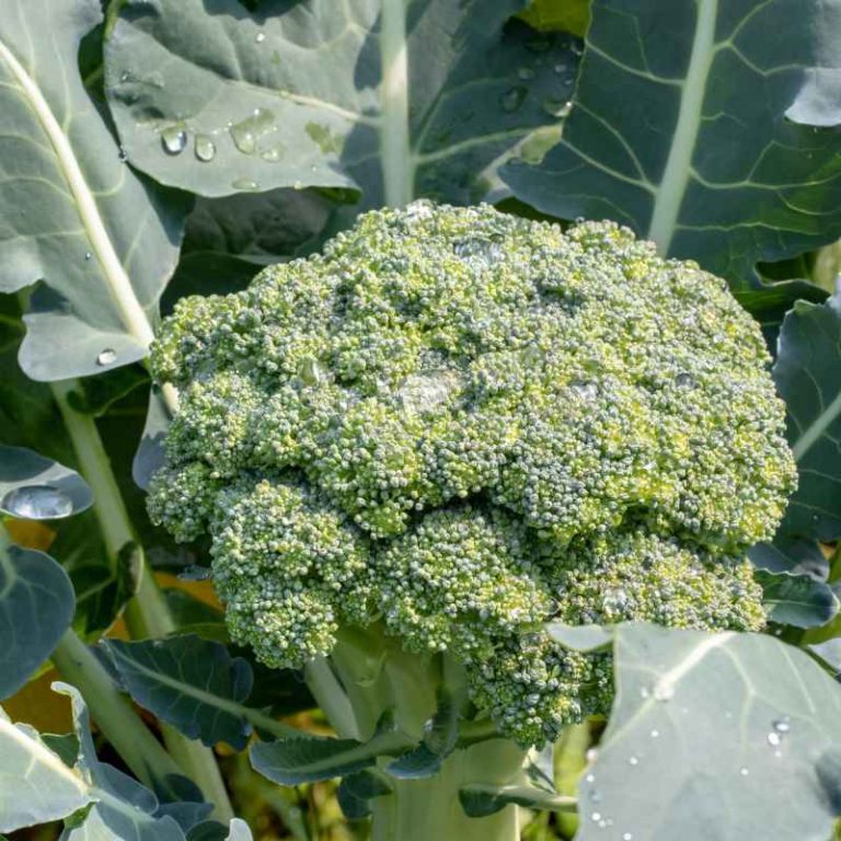 How Far To Space Broccoli Plants In High Intensity Gardening