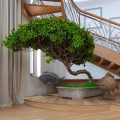 How Is A Bonsai Spruce Different From A Regular Spruce?