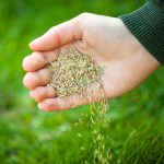 How Long After Planting Grass Seed Can You Mow Safely