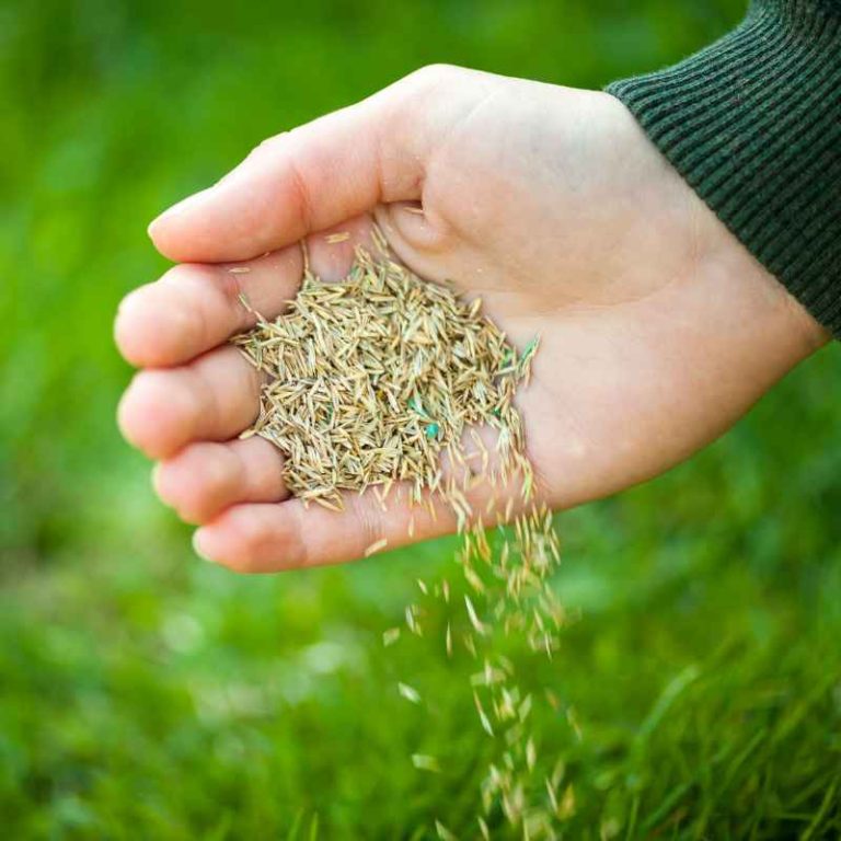 How Long After Planting Grass Seed Can You Mow Safely