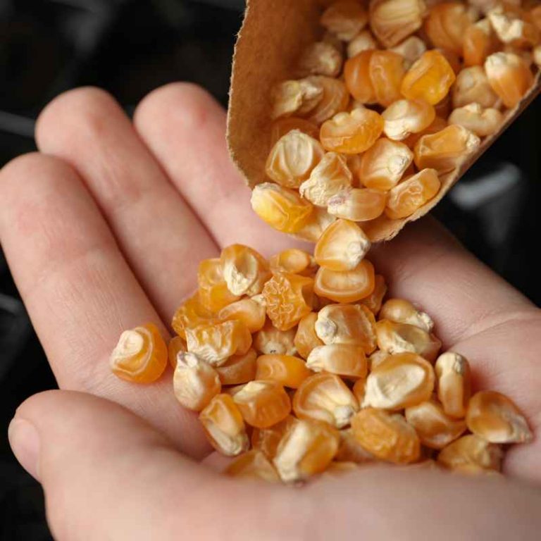 How Many Acres Does A Bag Of Seed Corn Plant
