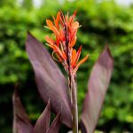 How Many Canna Bulbs Should I Plant Together